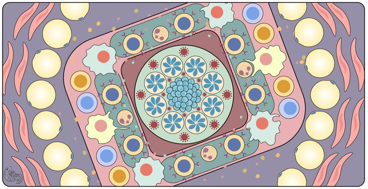 Artistic drawing (c) Hatoon Baazim Cachexia: How do immune responses contribute to weight loss?