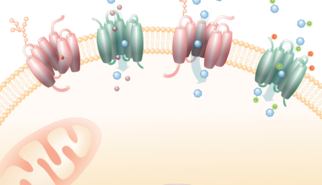 From autism to Alzheimer’s: Membrane transporters open new avenues for treating brain disorders From autism to Alzheimer’s: Membrane transporters open new avenues for treating brain disorders