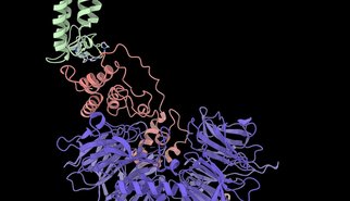 One Drug, Two Cleanup Crews: A built-in backup for targeted protein degradation One Drug, Two Cleanup Crews: A built-in backup for targeted protein degradation